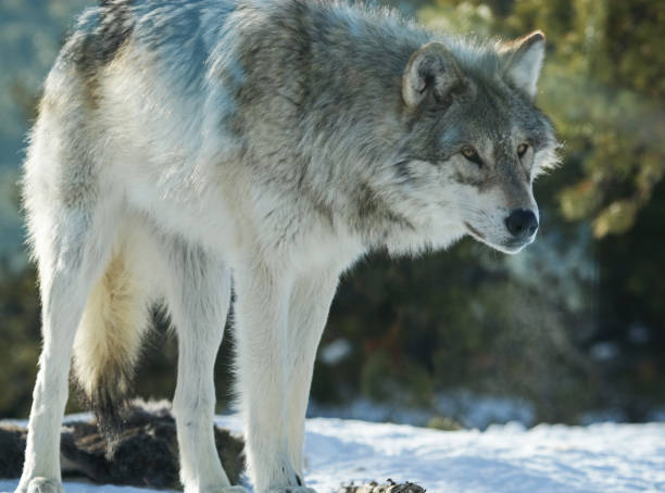 wilki w śniegu - idaho state capitol zdjęcia i obrazy z banku zdjęć