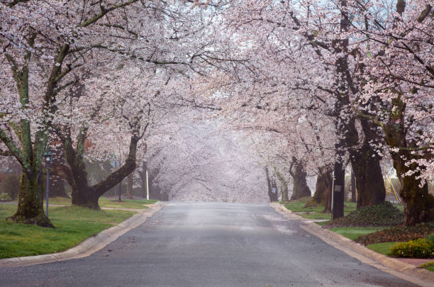 Closeup of rainy day on street road with fallen cherry blossom sakura flower petals in springtime abstract macro