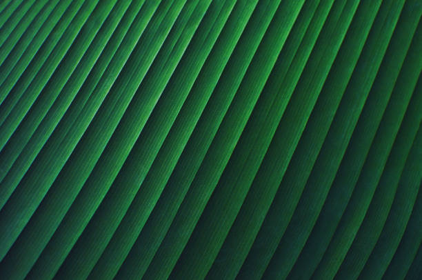 verde tropical deixa fundo. textura da folha, fundo verde escuro da natureza, macrofotografia. efeito tonificado vintage - leaf vein leaf plant macro - fotografias e filmes do acervo