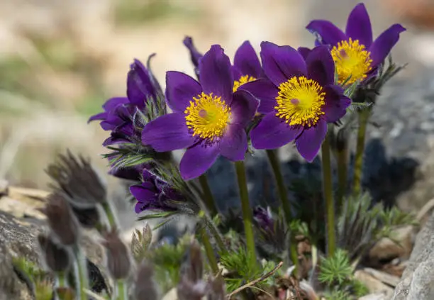 Close shot of pasqueflowers.