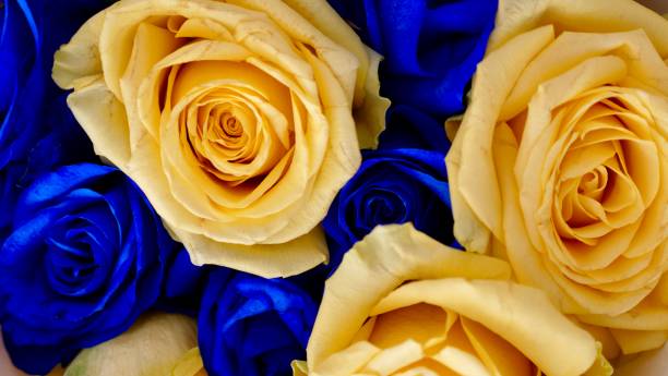 istock Yellow blue rose flowers Close-up 1388244653