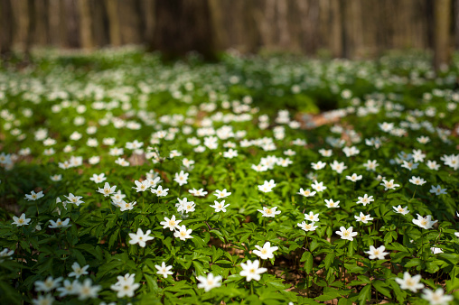 Wood anemones in a nature reserve woodland.