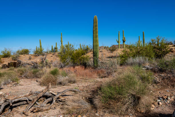istock Sunrise in Saguaro National Park 1388245599