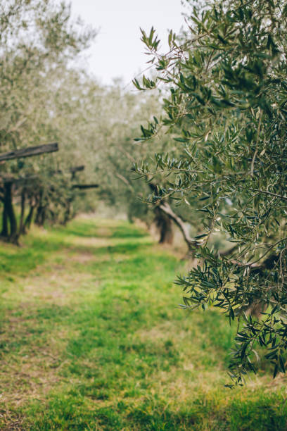 istock Beautiful old olive trees in a spring garden. 1388245665