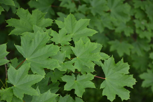 istock Maple tree foliage. Fresh green maple leaves. Park or forest nature background. 1388245768