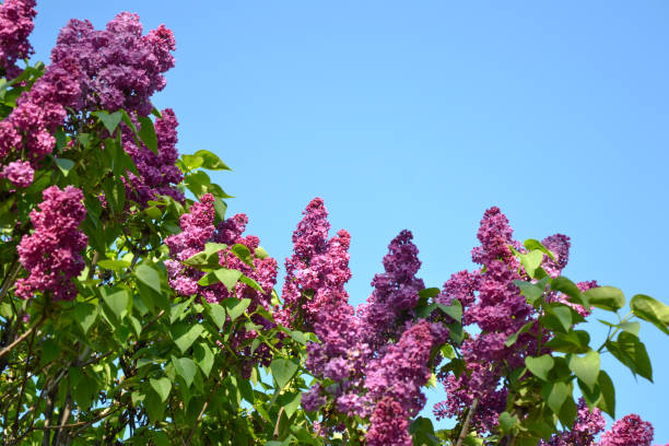 istock Lilac spring flowers on blue sky background 1388245774
