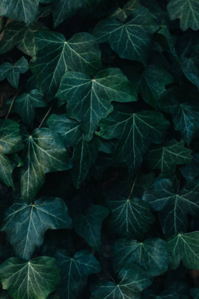 feuilles de lierre vert frais sur un fond sombre. - nature selective focus green vertical photos et images de collection