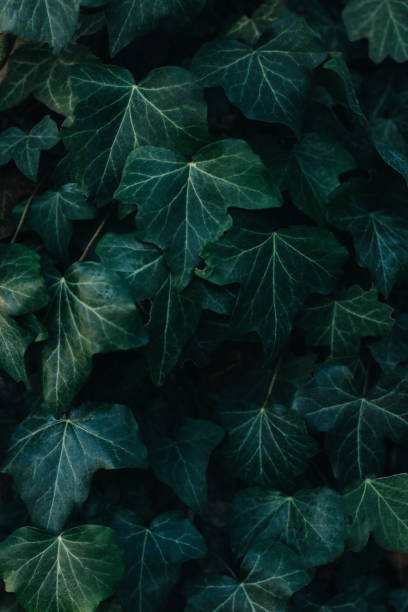 foglie di edera verde fresca su uno sfondo scuro. - nature selective focus green vertical foto e immagini stock