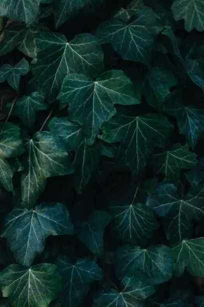 Photo of Fresh green ivy leaves on a dark background.