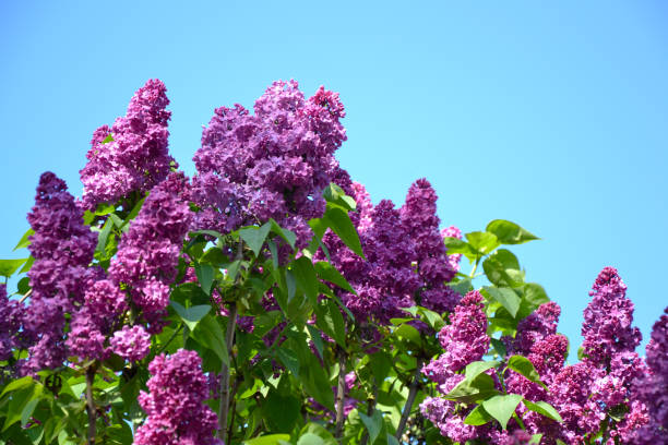 istock Lilac spring flowers on blue sky background 1388246001