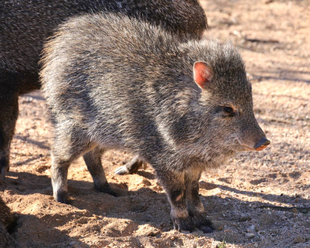 istock Just a little javelina 1388247346