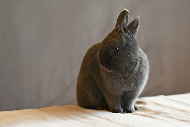 istock Beautiful little gray dwarf rabbit sitting on the bed. 1388247453