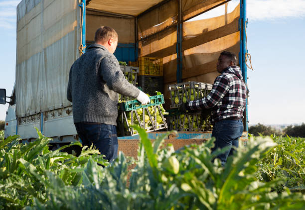 istock Farm workers loading boxes with artichokes in truck 1388248299
