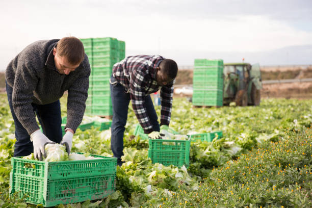 farmer putting green lettuce in boxes - iceberg lettuce imagens e fotografias de stock