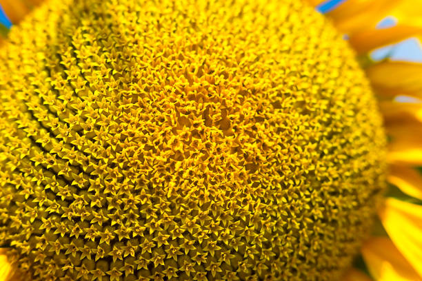 istock Bright yellow sunflower lighted solar svetom. Mock up template. Copy space for your text 1388249411