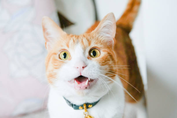 Surprise Orange Cat Cute orange cat looking surprised at you ginger cat stock pictures, royalty-free photos & images