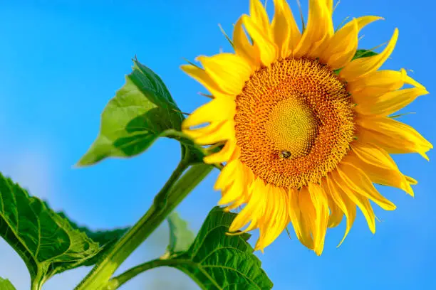 Photo of A bright sunflower flower is illuminated by bright morning sunlight on a blue sky background.