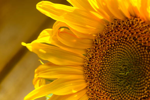 Bright yellow sunflower lighted solar svetom. Mock up template. Copy space for your text