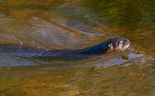 Florida river otter in the beautiful natural surroundings of Orlando Wetlands Park in central Florida.  The park is a large marsh area which is home to numerous birds, mammals, and reptiles.