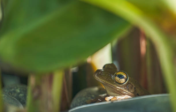 дикий сосновый лес дерево лягушки в буше в орландо флорида - camouflage animal frog tree frog стоковые фото и изображения