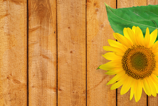 Sunflower on wooden background with green leaf