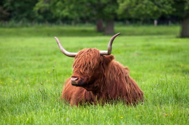 istock Typical Scottish hairy cows in the park (Glamis castle, Scotland) 1388251578