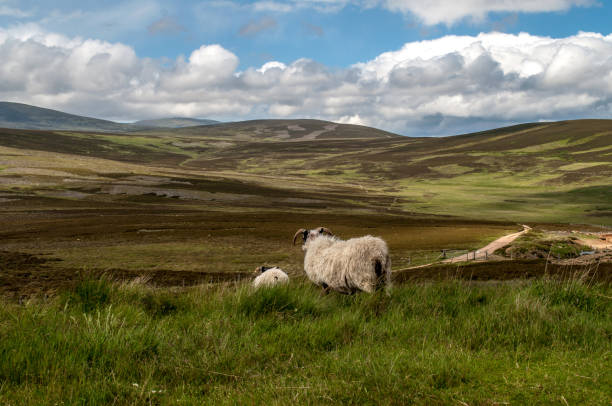 Typical rolling landscape of the Scottish Highlands in summer with blue skies and lots of sheep on the surrounding hills.