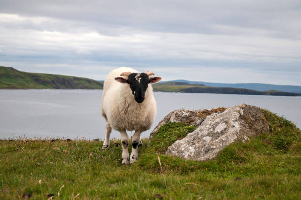 istock Sheep in the middle of a typical Scottish landscape 1388251726