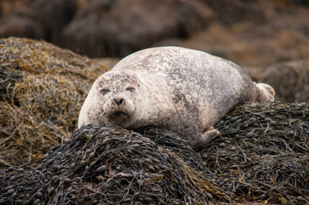 istock Resting seals on the coast in Scotland 1388251781