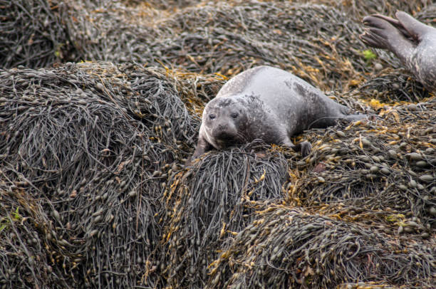 istock Resting seals on the coast in Scotland 1388251783