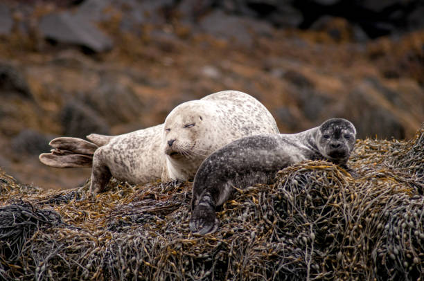 istock Resting seals on the coast in Scotland 1388251784