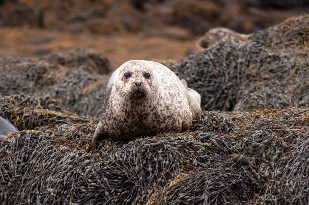 istock Resting seals on the coast in Scotland 1388251789