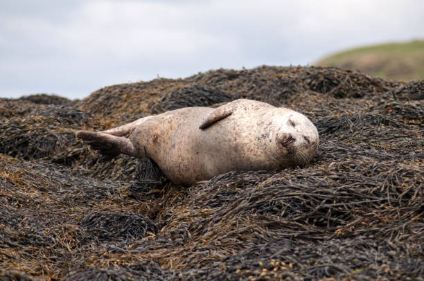 istock Resting seals on the coast in Scotland 1388251841