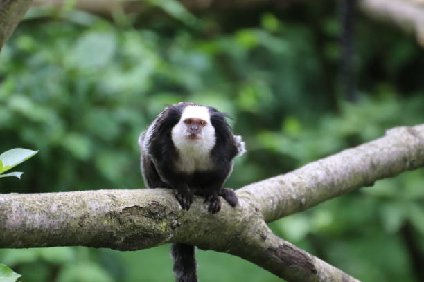 monkey on a tree Monkey on a tree callithrix geoffroyi stock pictures, royalty-free photos & images