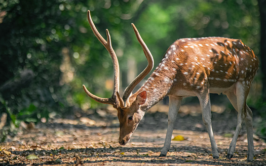 Deer in the forest, trees, horn, portrait, eye, wildlife, wildlife photography, sunlight, selective focus, blur