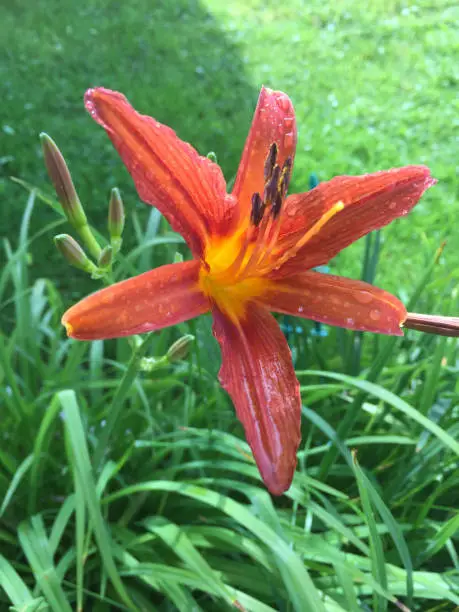 Beautiful summer flower after the rain