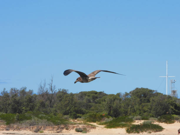 Immature Pacific Gull on the Gippsland Lakes