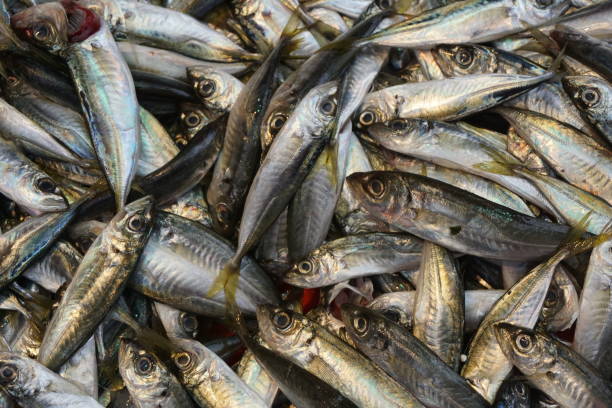 istock sardine fish at the fisherman's stall 1388256378
