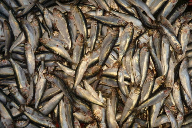 istock sardine fish at the fisherman's stall 1388256439