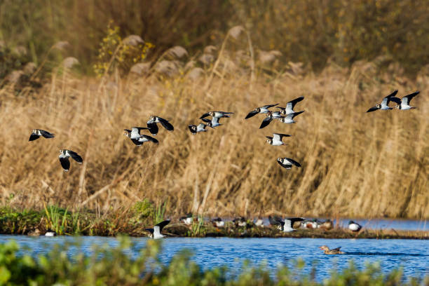 nördlicher kiebitz (vanellus vanellus) - kiebitz stock-fotos und bilder