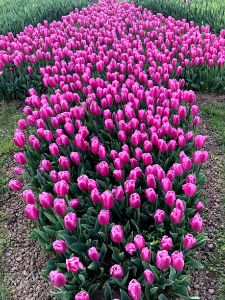 Pink Tulip Pink Tulips in formal garden. Selective focus. spring bud selective focus outdoors stock pictures, royalty-free photos & images
