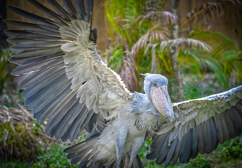 istock shoebill - Balaeniceps rex - also known as whalehead, whale-headed stork, or shoe-billed stork, wings spread showing excellent feather detail while landing 1388260262