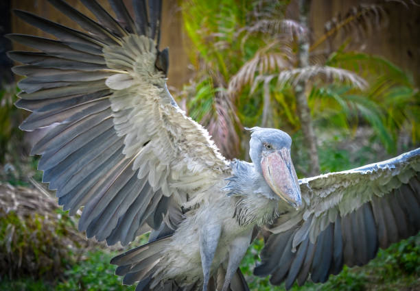 shoebill - Balaeniceps rex - also known as whalehead, whale-headed stork, or shoe-billed stork, wings spread showing excellent feather detail while landing shoebill - Balaeniceps rex - also known as whalehead, whale-headed stork, or shoe-billed stork, wings spread showing excellent feather detail while landing.  Plant and foliage background extinct stock pictures, royalty-free photos & images