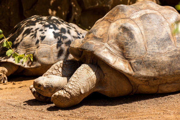 istock Galapagos giant tortoise. Chelonoidis niger 1388261982