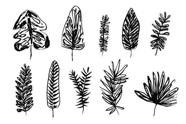 Set of hand drawn black ink tropical leaves Set of sketch vector black ink hand drawn tropical leaves, exotic plants. Trendy collection of floral elements for textile pattern design, greeting card decoration, logo, banner, wallpaper pen and ink stock illustrations