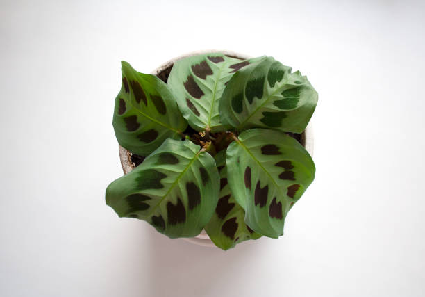 istock Maranta plant on white background from above 1388263737