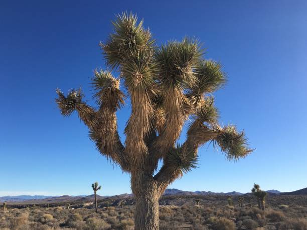 istock Area 51 in Nevada in November. 1388263833