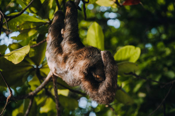 istock The slot scratches its back as it hangs from the tree 1388264696