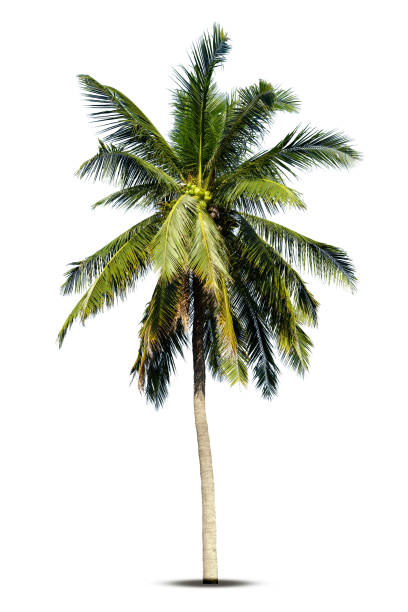 istock Coconut palm tree isolated on white background, Palm Tree Against White Background. 1388265064