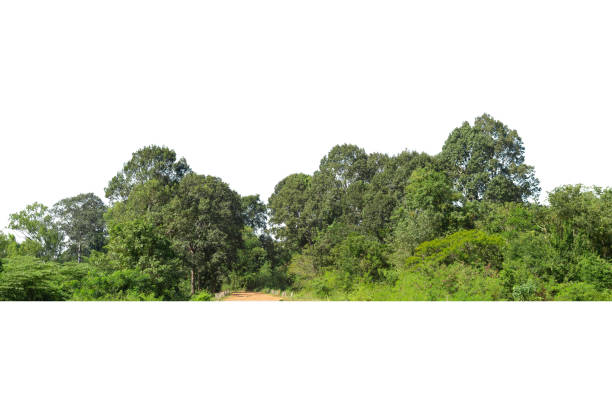 istock View of a High definition Treeline isolated on a white background 1388265085